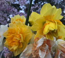 Load image into Gallery viewer, Bouquet of beautiful double daffodils 
