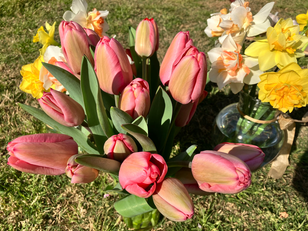 Bouquet of beautiful unopened red tulips 