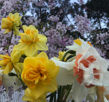 Load image into Gallery viewer, Bouquet of beautiful double daffodils 
