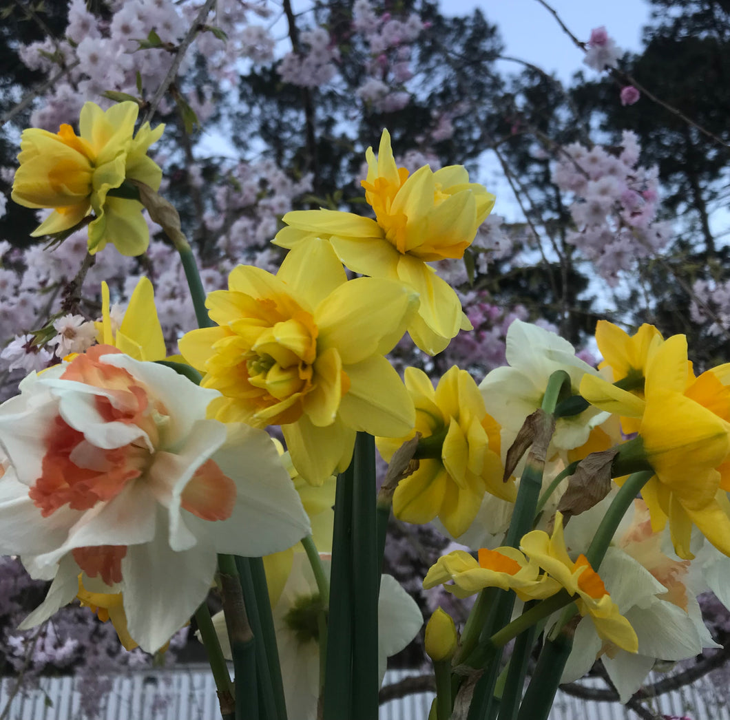 Bouquet of beautiful double daffodils 